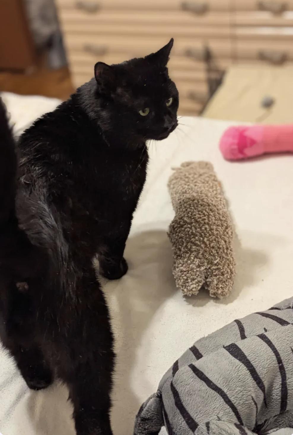 Enlarge Dash (FeLV+), a Adoptable American Shorthair in Weehawken, NJ image 2/6