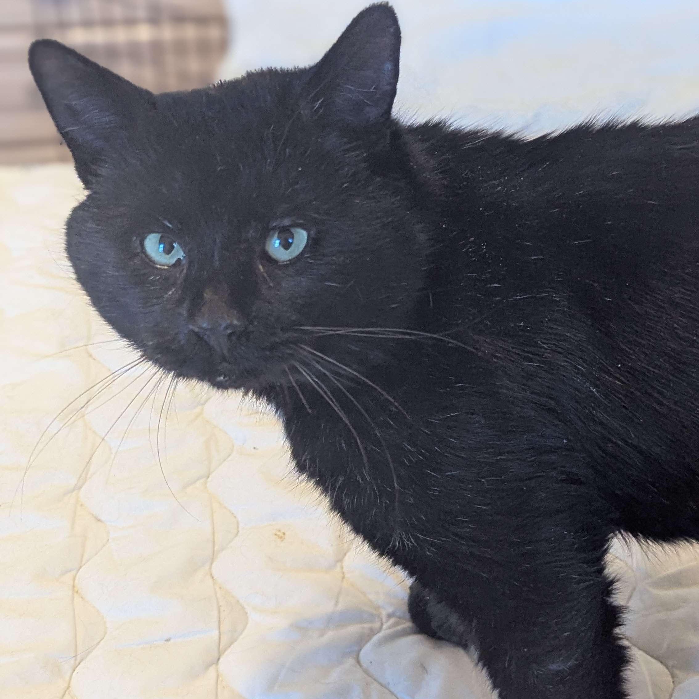 Enlarge Dash (FeLV+), a Adoptable American Shorthair in Weehawken, NJ image 5/6