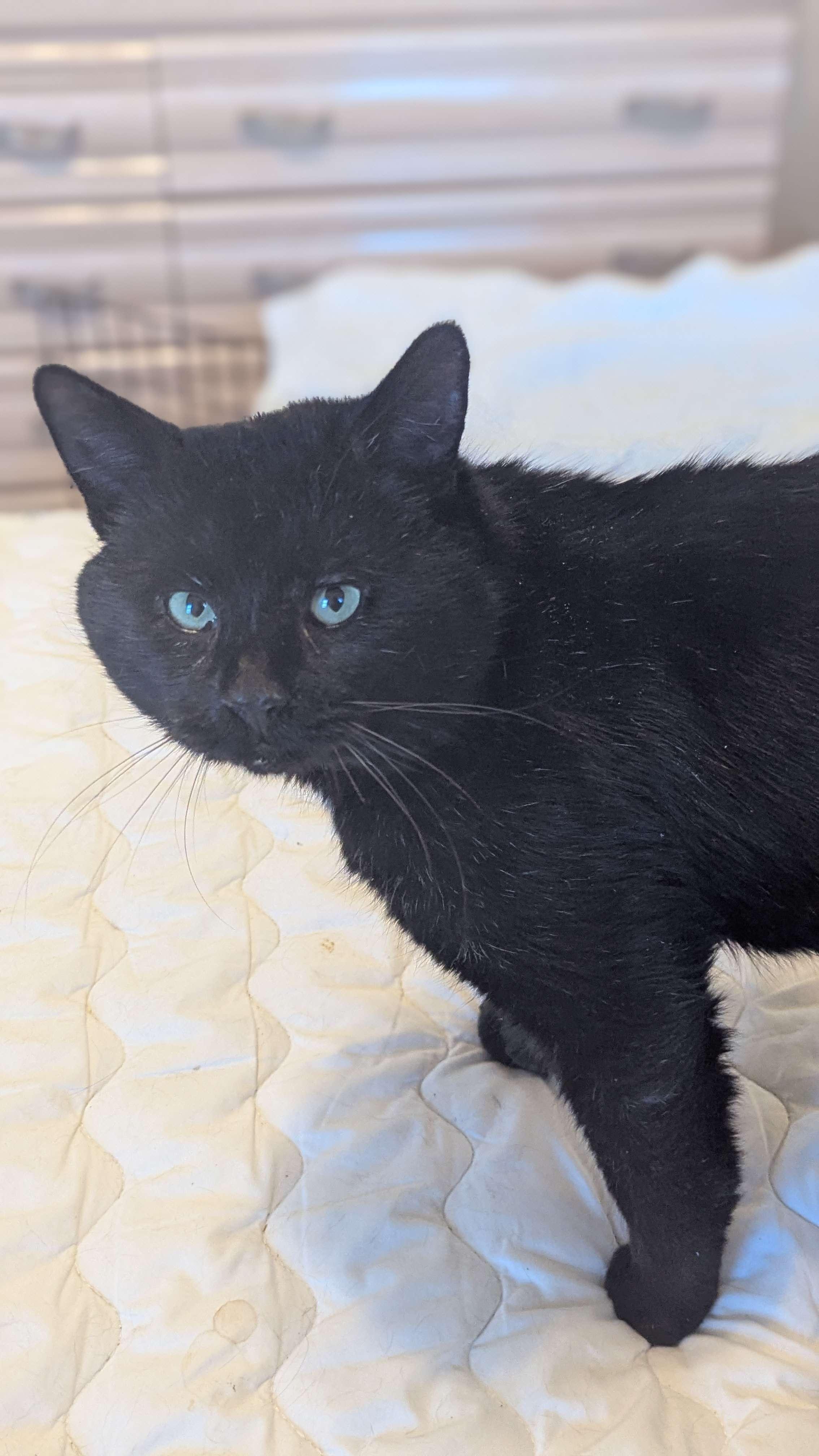 Enlarge Dash (FeLV+), a Adoptable American Shorthair in Weehawken, NJ image 6/6