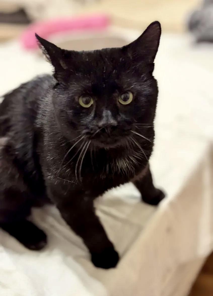 Dash (FeLV+), Adoptable, Adult Male American Shorthair.