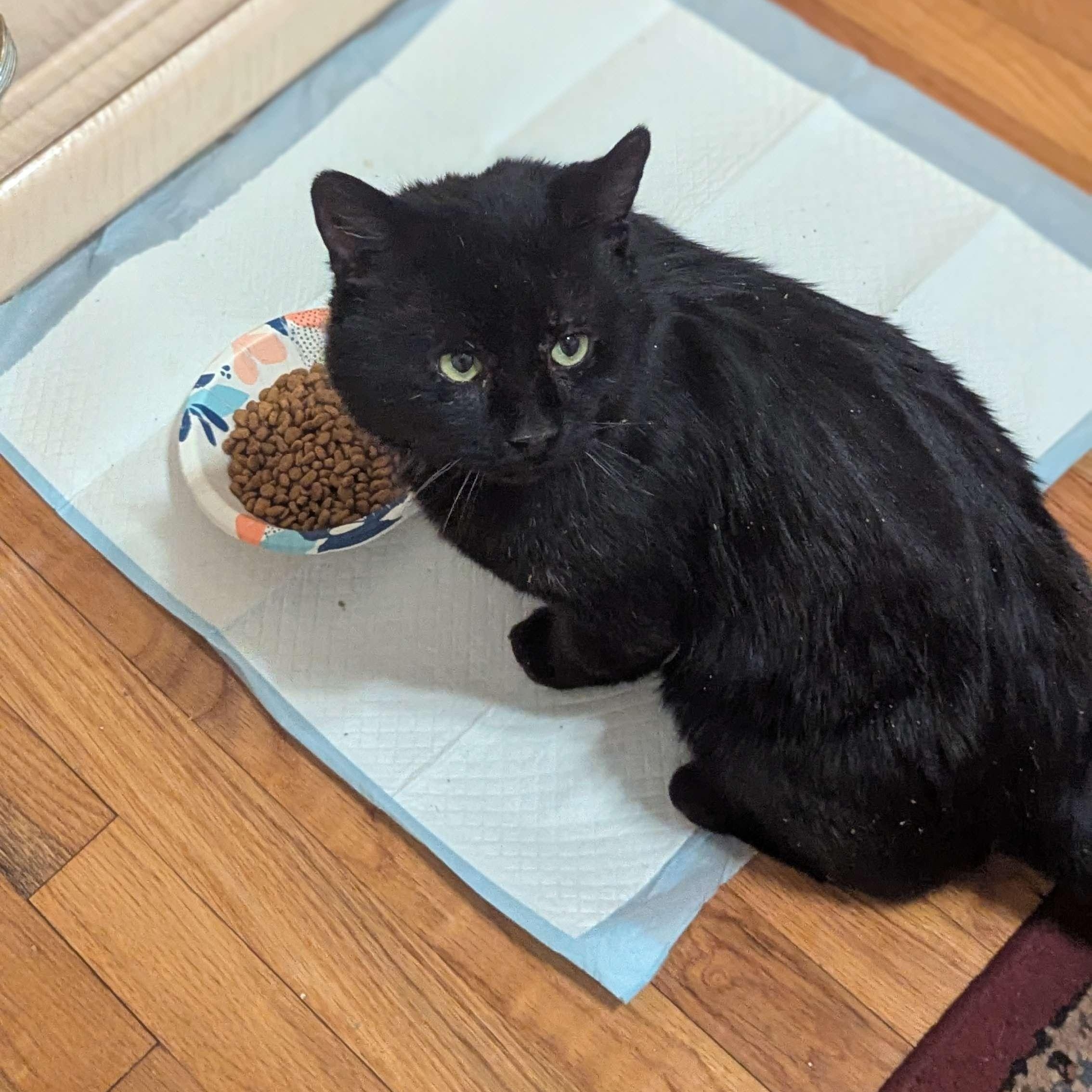 Enlarge Dash (FeLV+), a Adoptable American Shorthair in Weehawken, NJ image 6/6