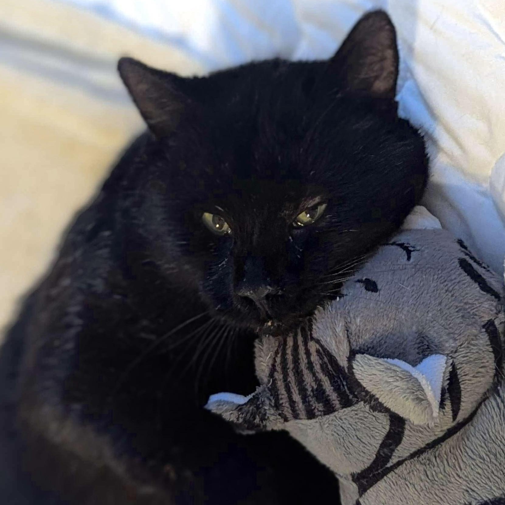 Enlarge Dash (FeLV+), a Adoptable American Shorthair in Weehawken, NJ image 4/6