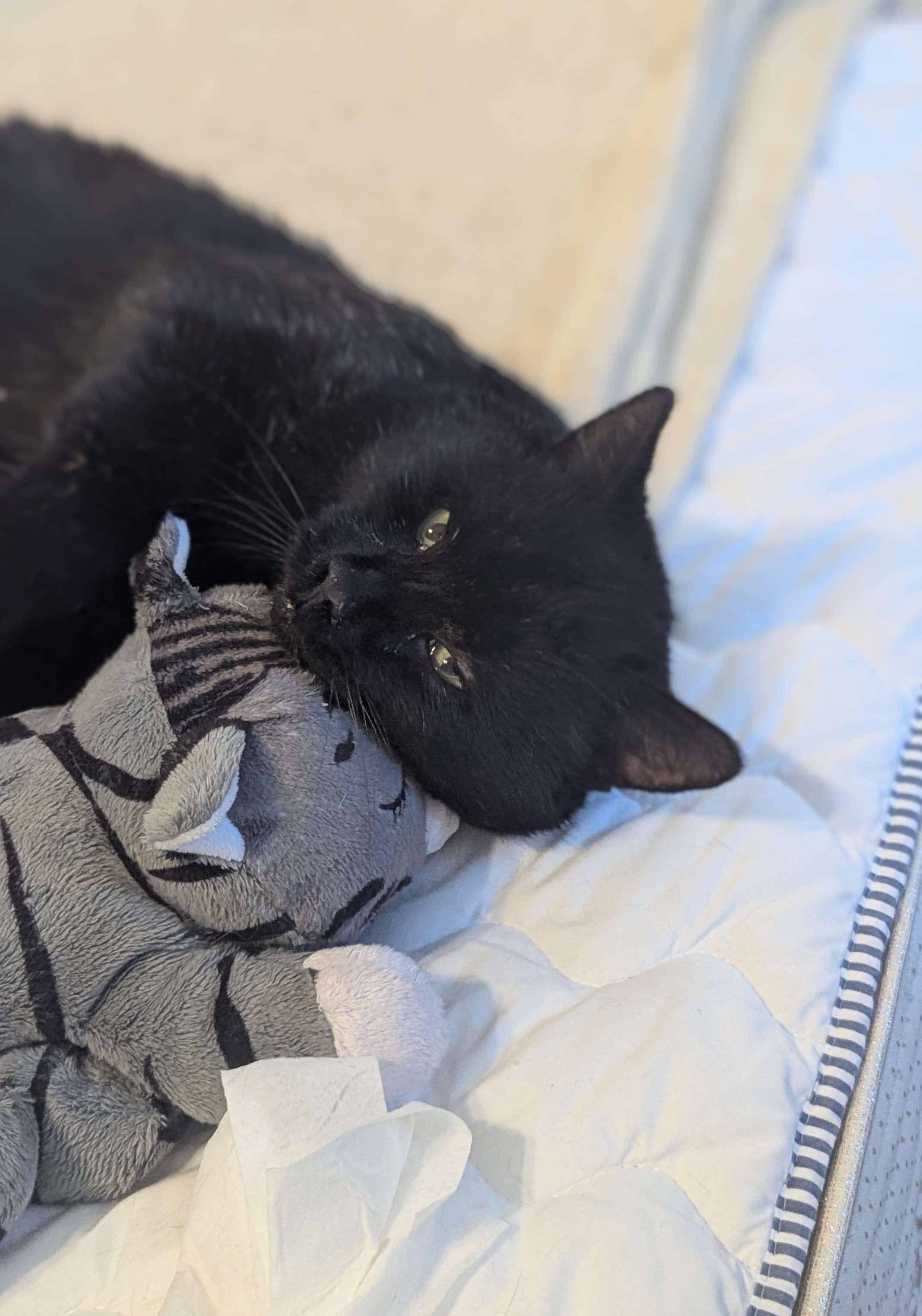 Enlarge Dash (FeLV+), a Adoptable American Shorthair in Weehawken, NJ image 4/6