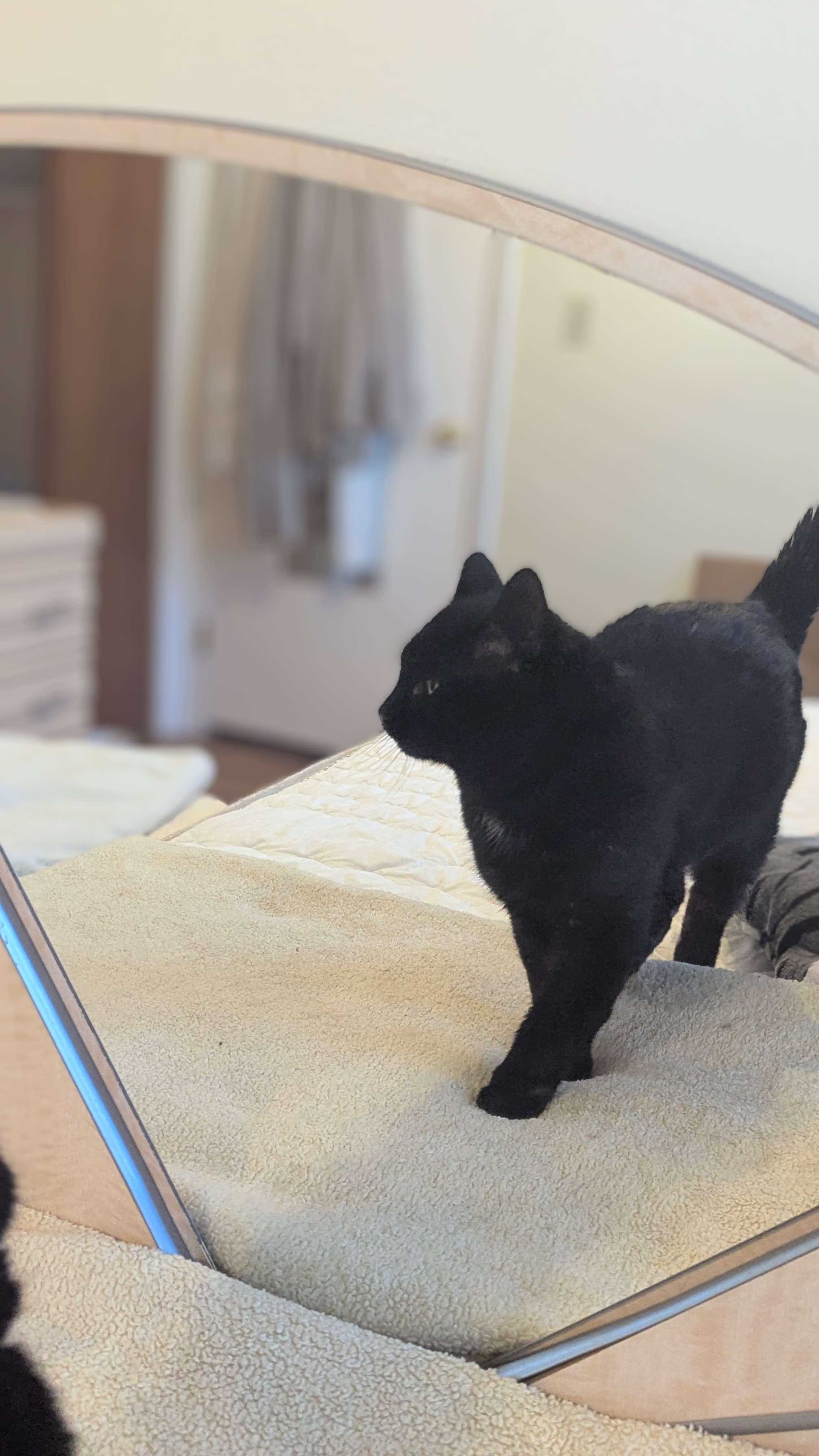 Enlarge Dash (FeLV+), a Adoptable American Shorthair in Weehawken, NJ image 3/6