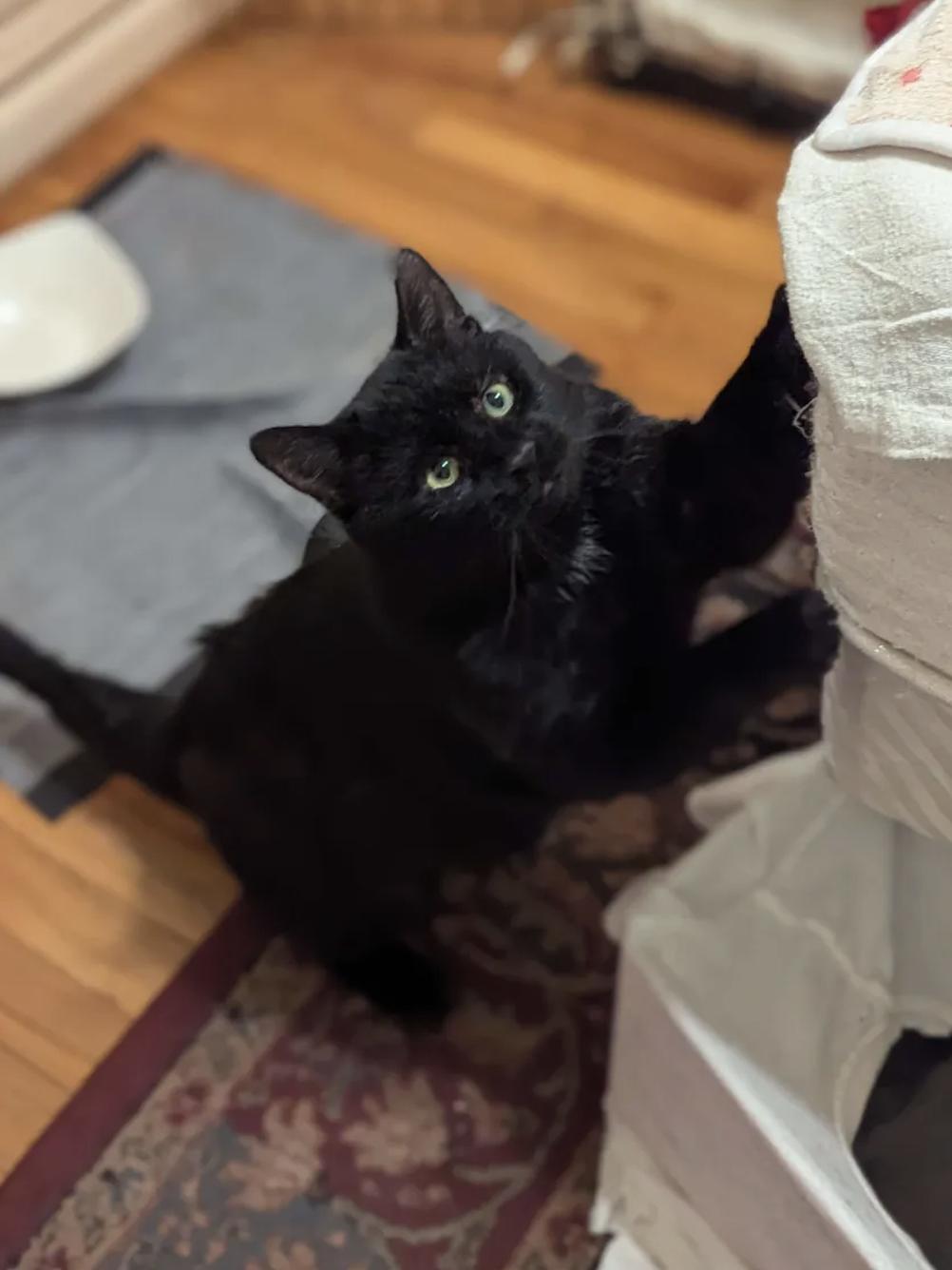 Enlarge Dash (FeLV+), a Adoptable American Shorthair in Weehawken, NJ image 5/6