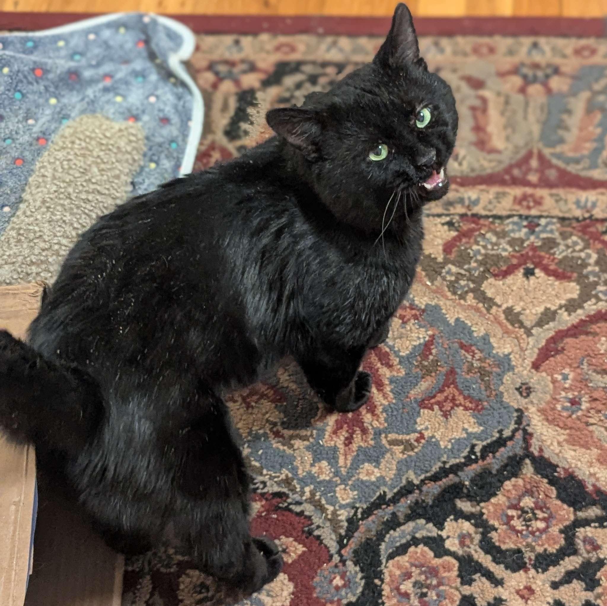 Dash (FeLV+), Adoptable, Adult Male American Shorthair.