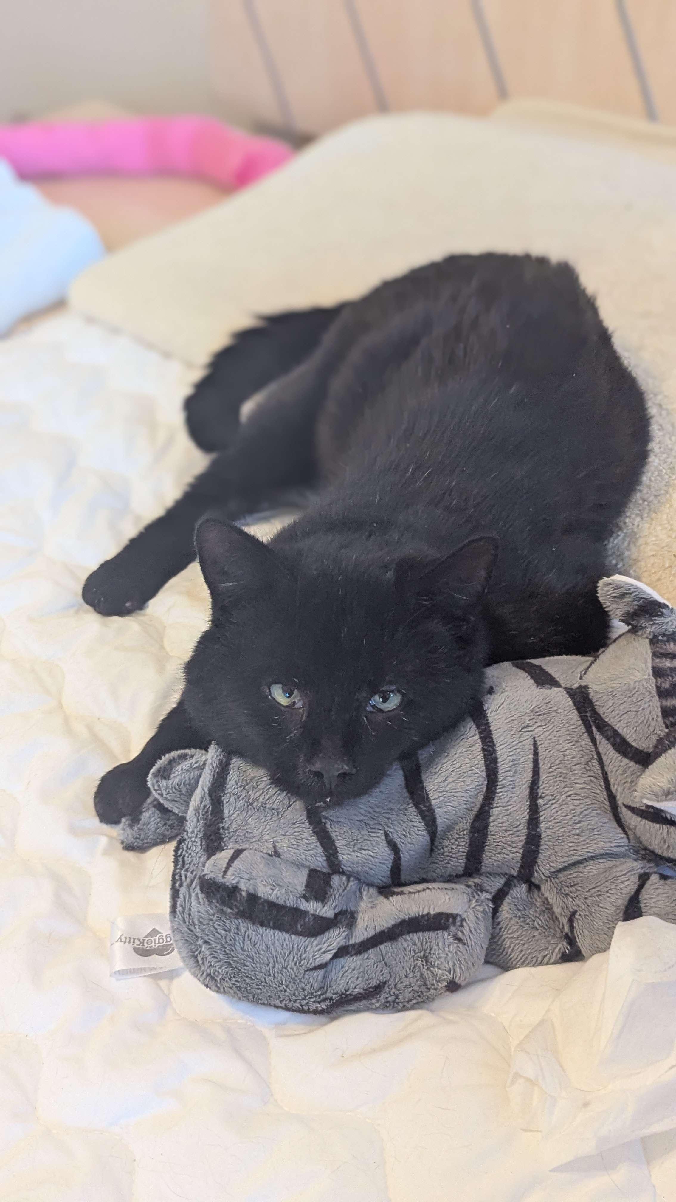 Enlarge Dash (FeLV+), a Adoptable American Shorthair in Weehawken, NJ image 5/6