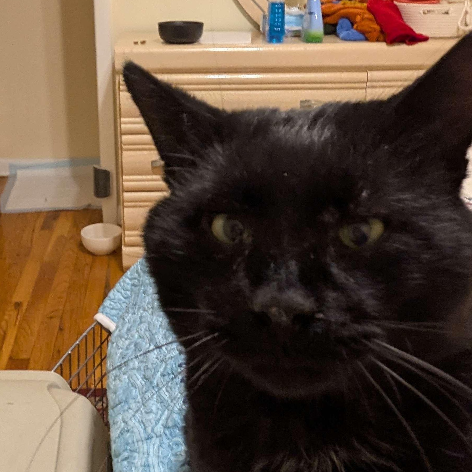 Enlarge Dash (FeLV+), a Adoptable American Shorthair in Weehawken, NJ image 2/6