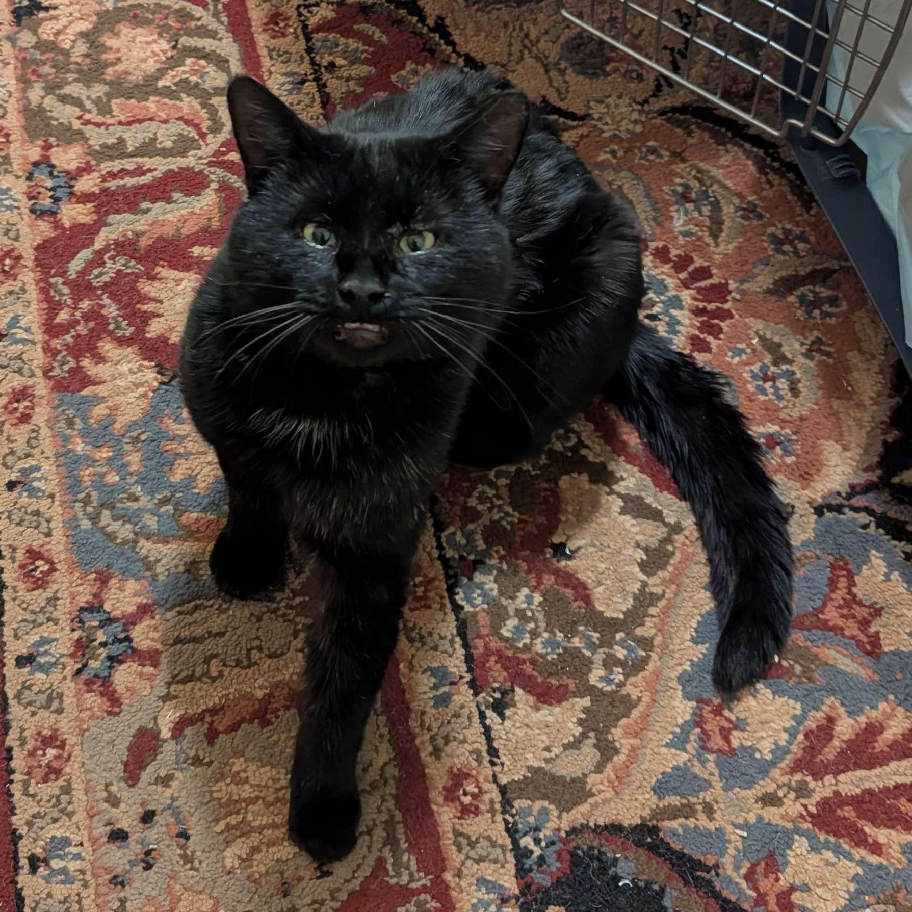 Dash (FeLV+), Adoptable, Adult Male American Shorthair.