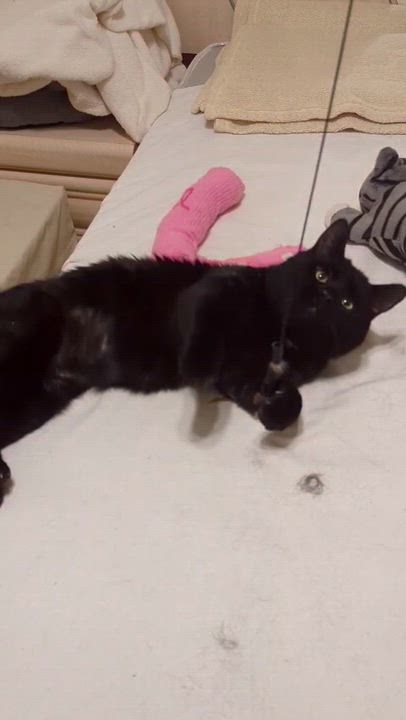 Enlarge Dash (FeLV+), a Adoptable American Shorthair in Weehawken, NJ video 3/6