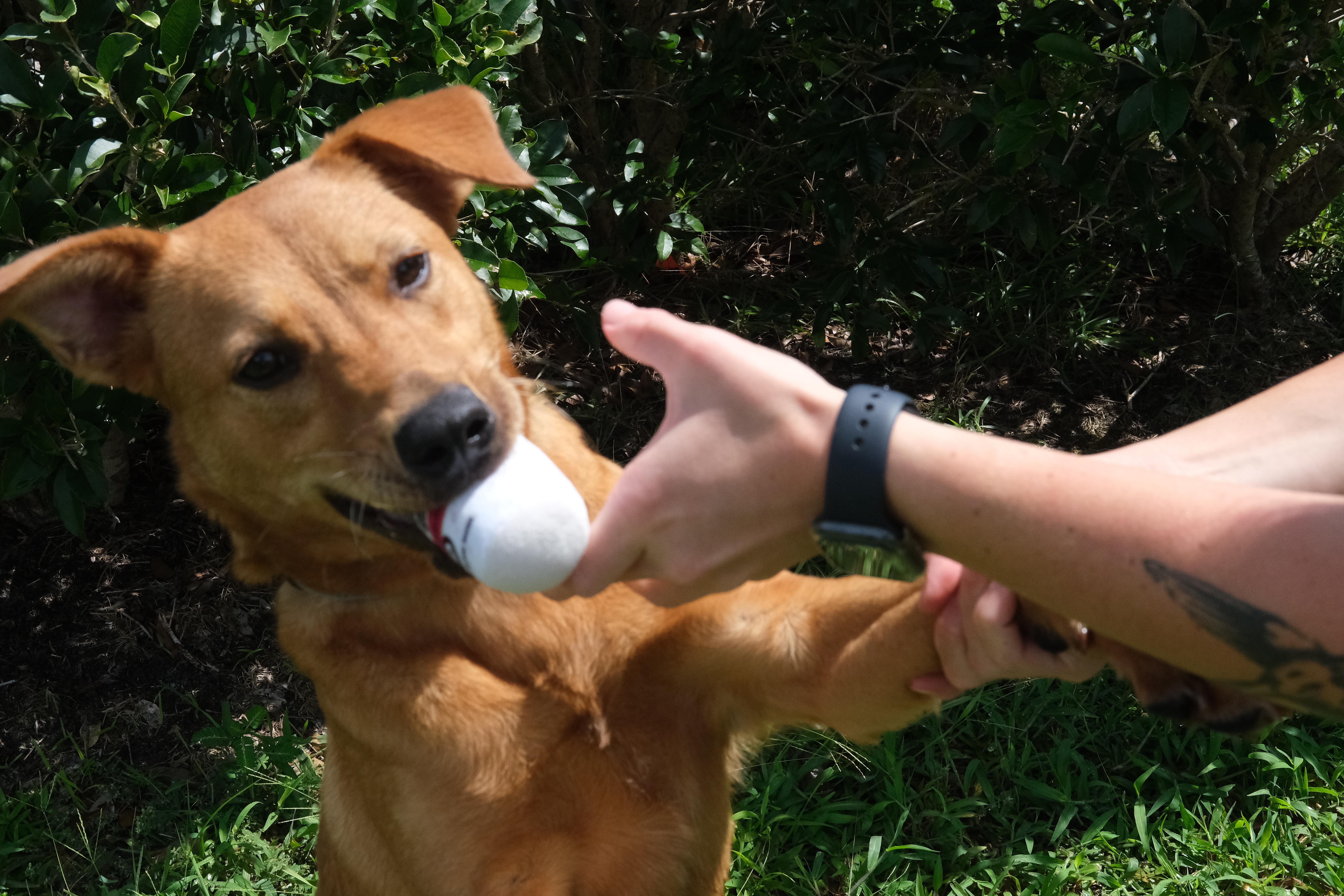 Ariel, a Adoptable mixed breed in Winnabow, NC image 1/4