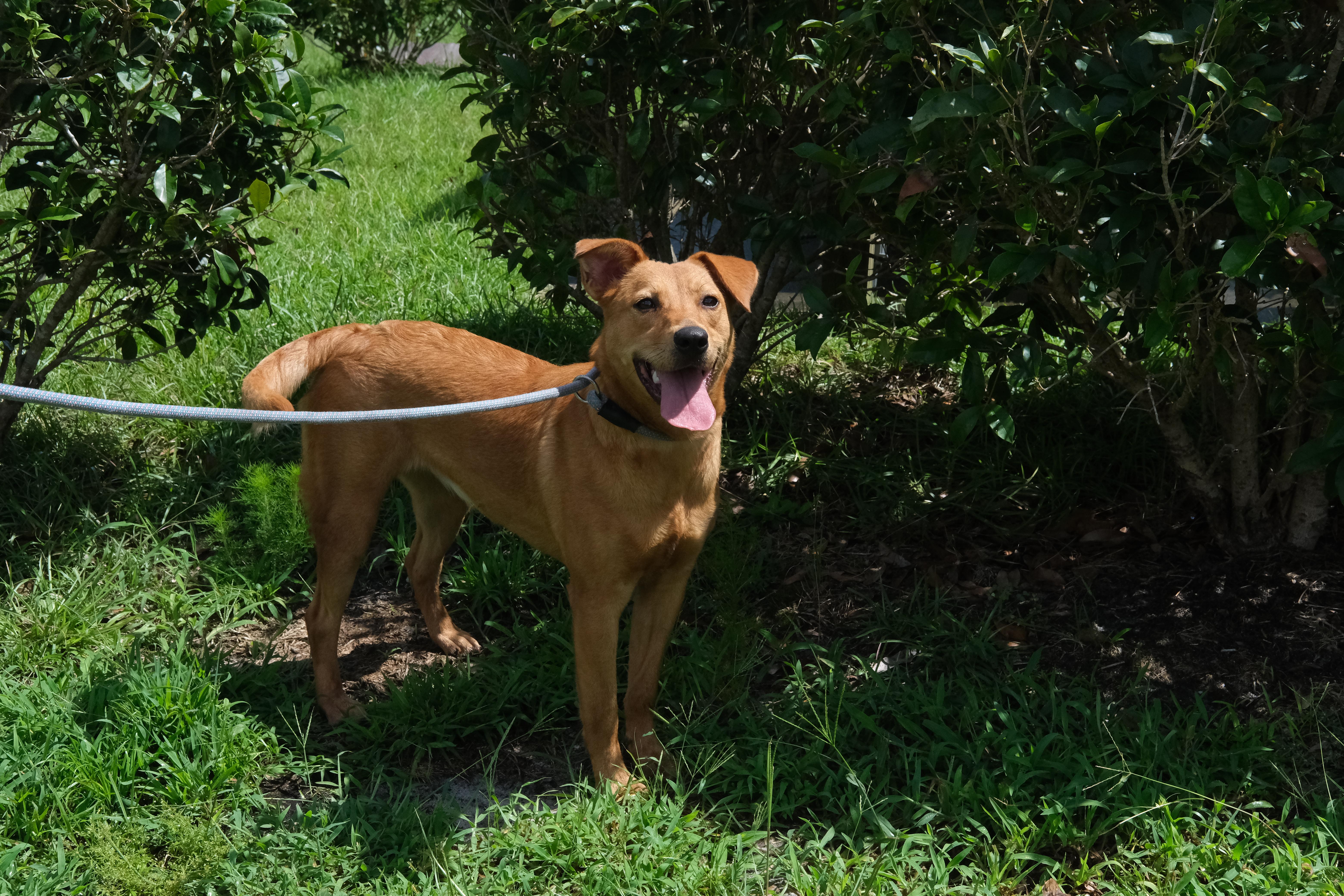 Ariel, a Adoptable mixed breed in Winnabow, NC image 2/4