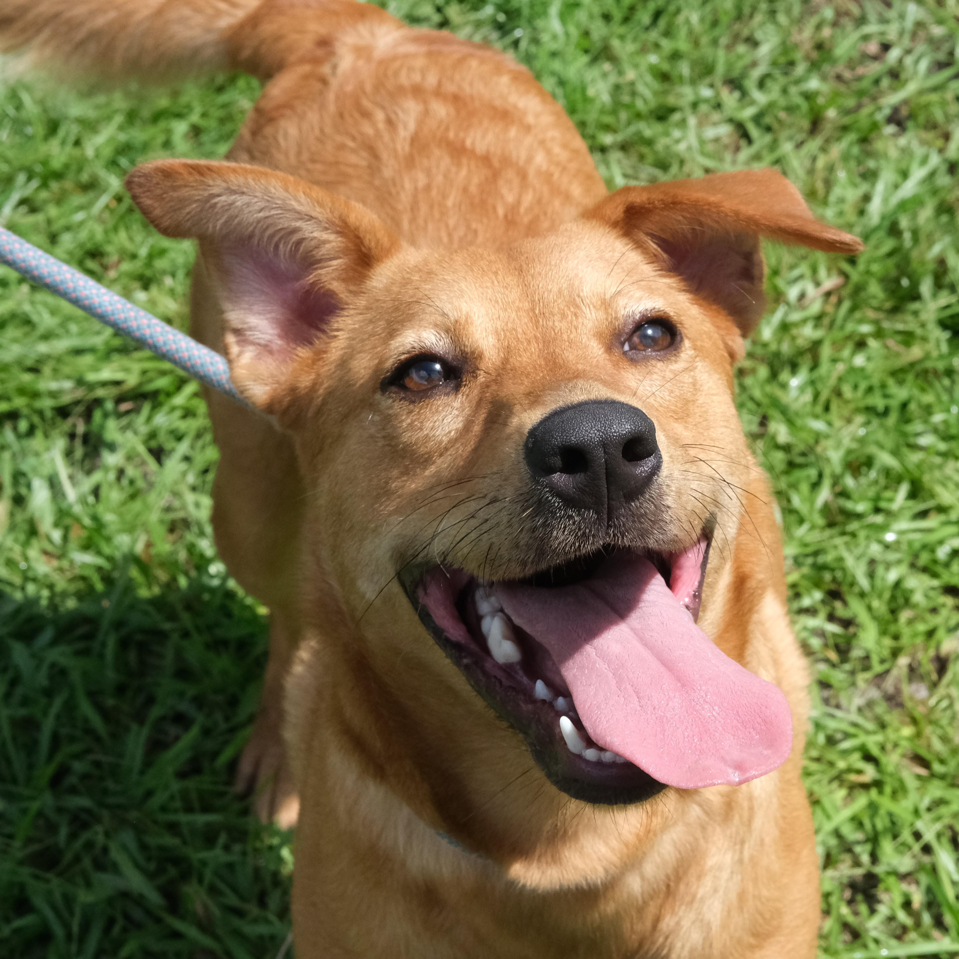Ariel, a Adoptable mixed breed in Winnabow, NC image 3/4