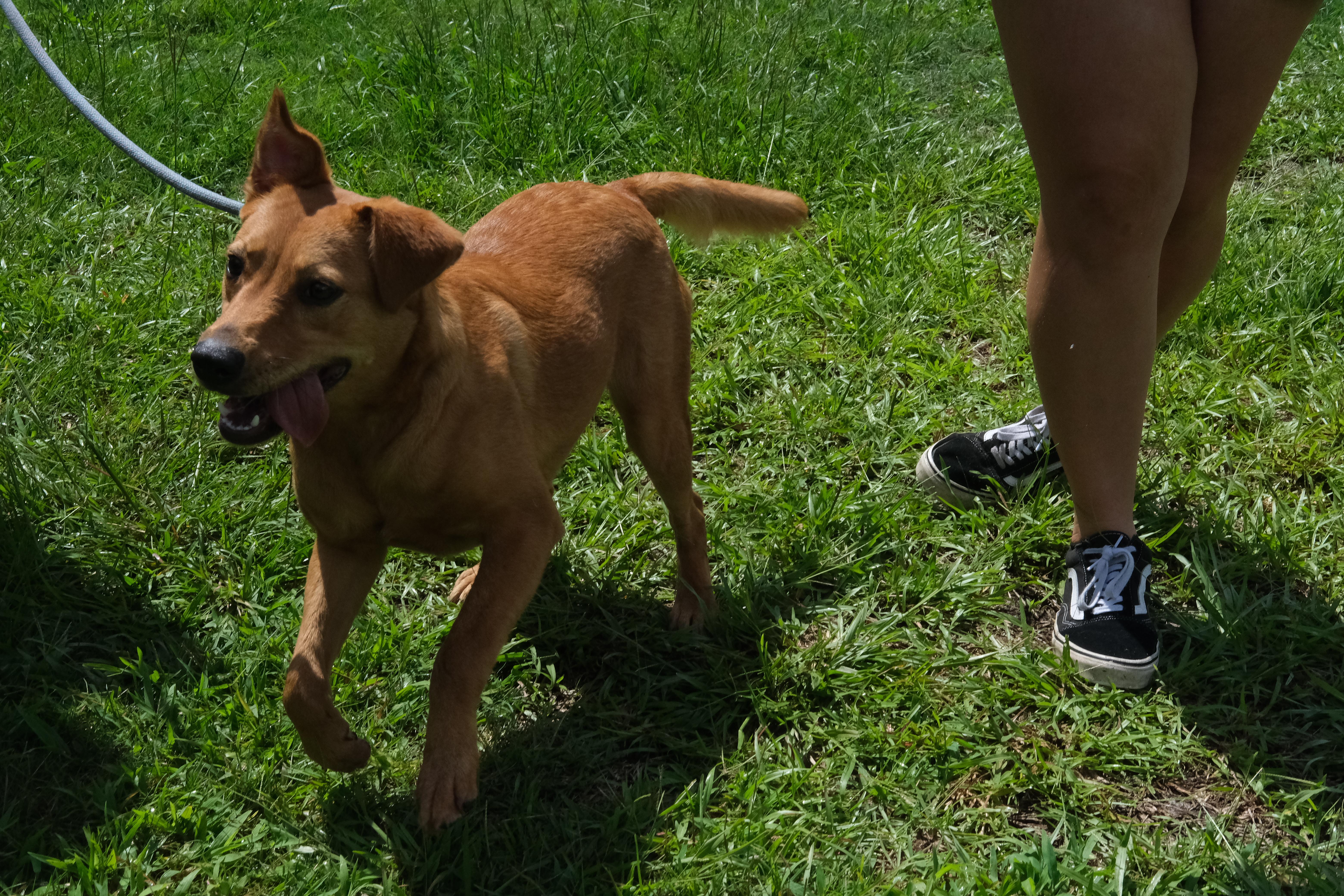 Ariel, a Adoptable mixed breed in Winnabow, NC image 4/4