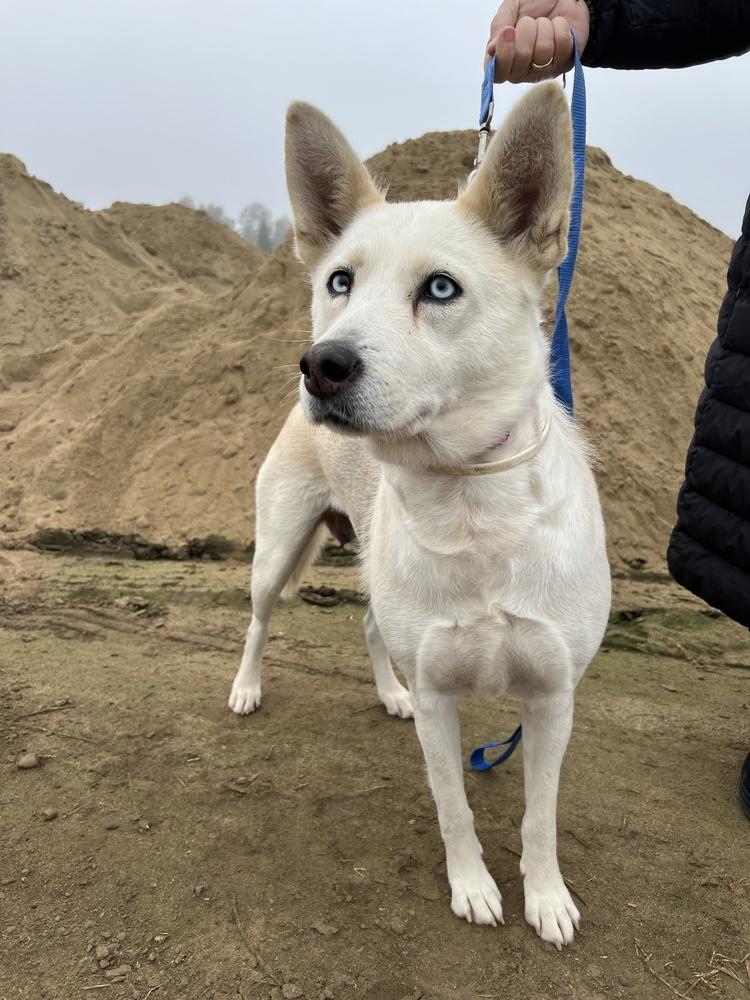 Enlarge Guera, a Adopted mixed breed in Pleasant Hill, CA image 1/5