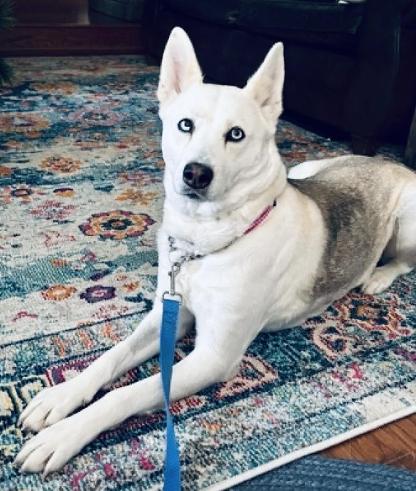 Enlarge Guera, a Adopted mixed breed in Pleasant Hill, CA image 2/5