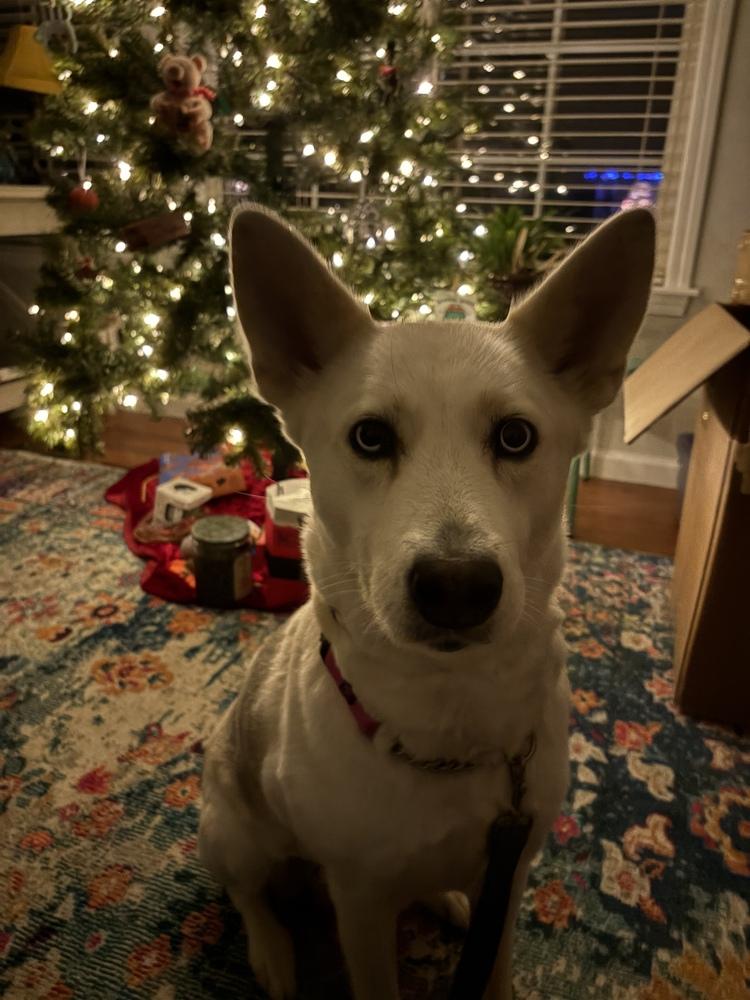 Enlarge Guera, a Adopted mixed breed in Pleasant Hill, CA image 3/5