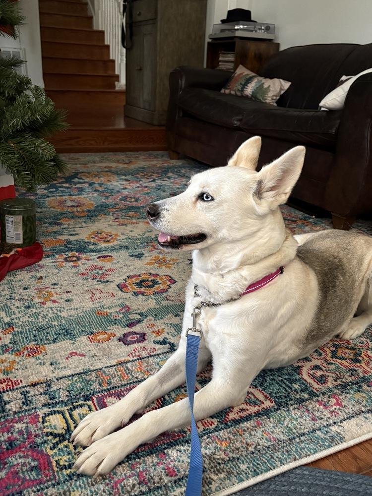 Enlarge Guera, a Adopted mixed breed in Pleasant Hill, CA image 4/5