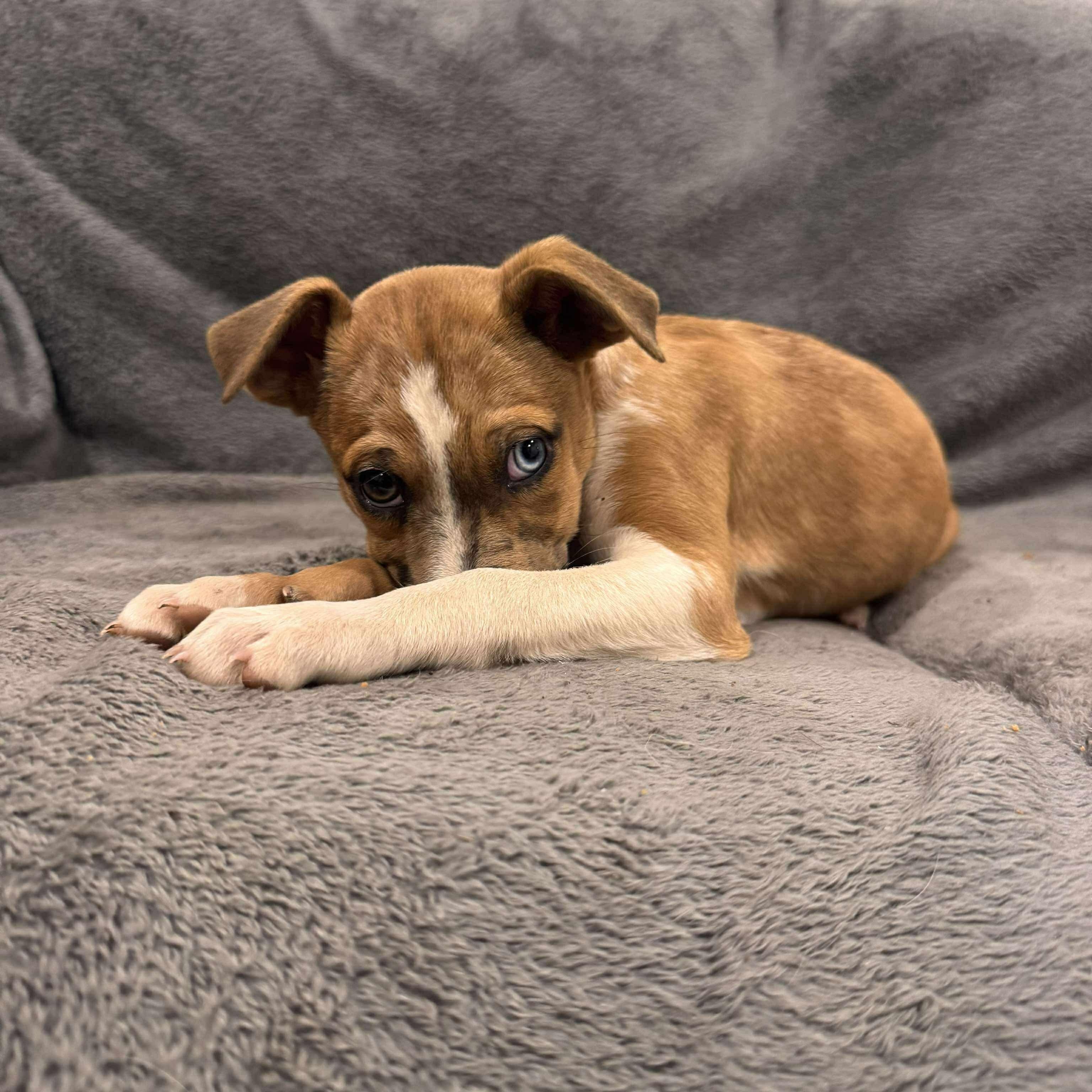 Enlarge Lexie, a Adoptable mixed breed in Brentwood, TN image 1/2