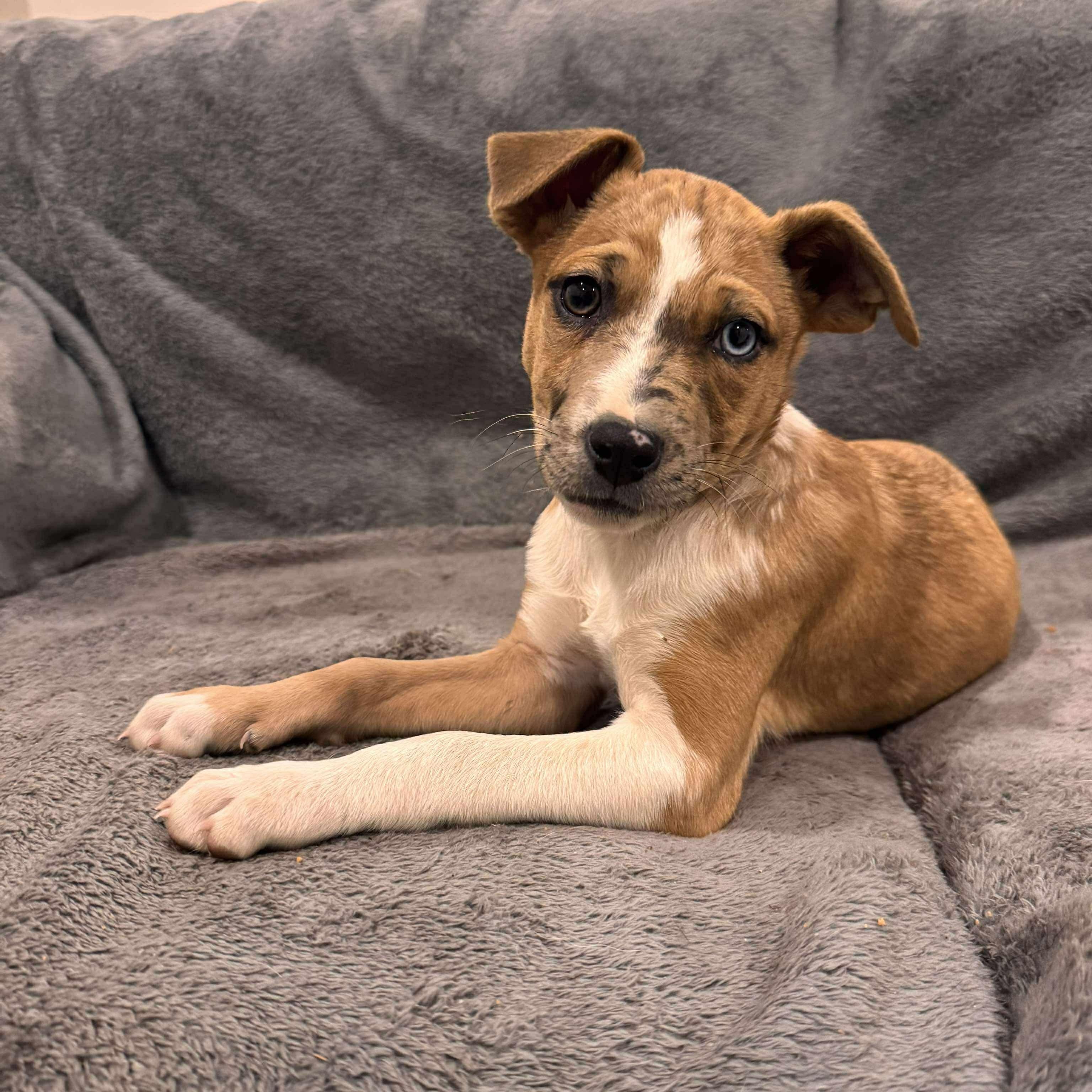 Enlarge Lexie, a Adoptable mixed breed in Brentwood, TN image 2/2