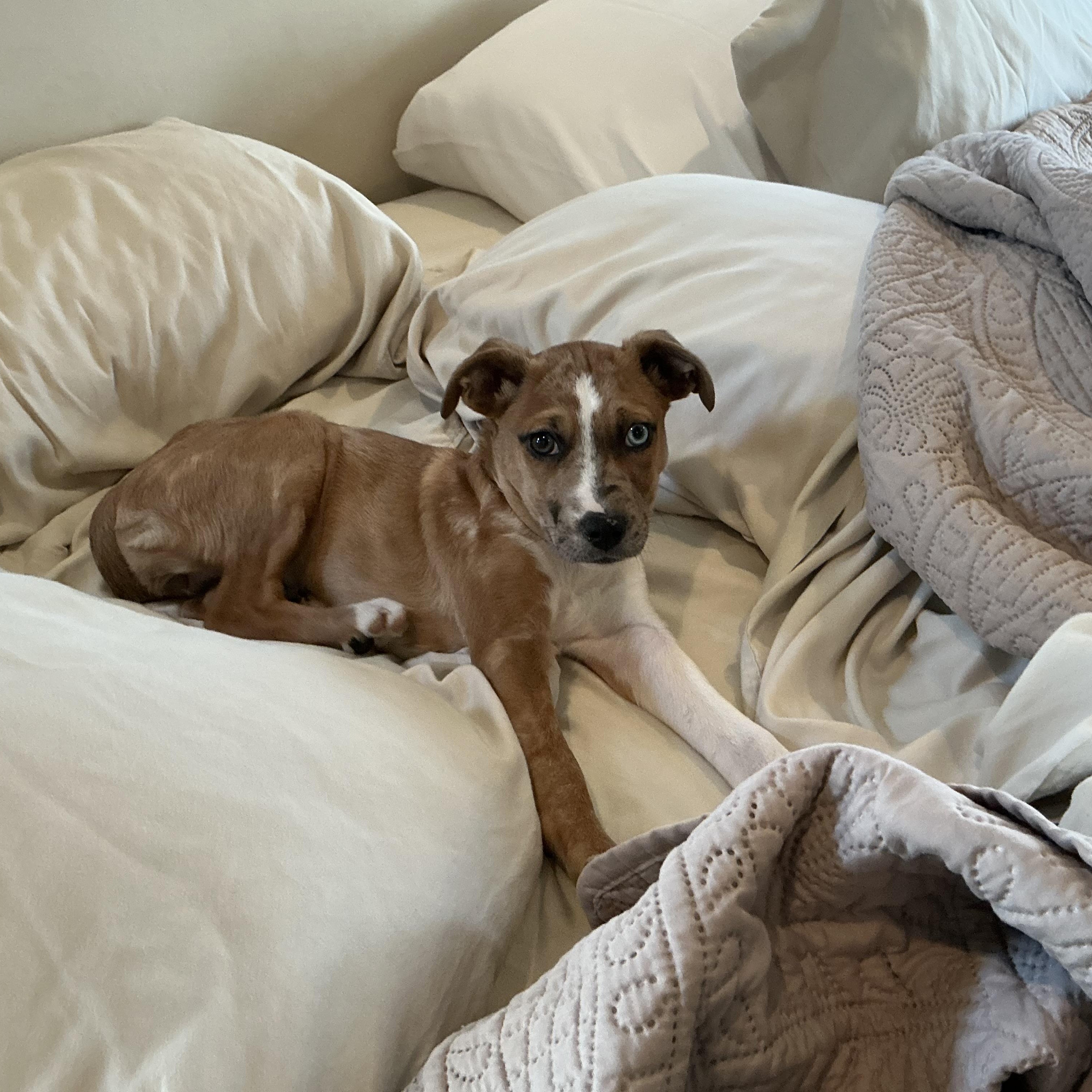 Enlarge Lexie, a Adoptable mixed breed in Brentwood, TN image 4/4