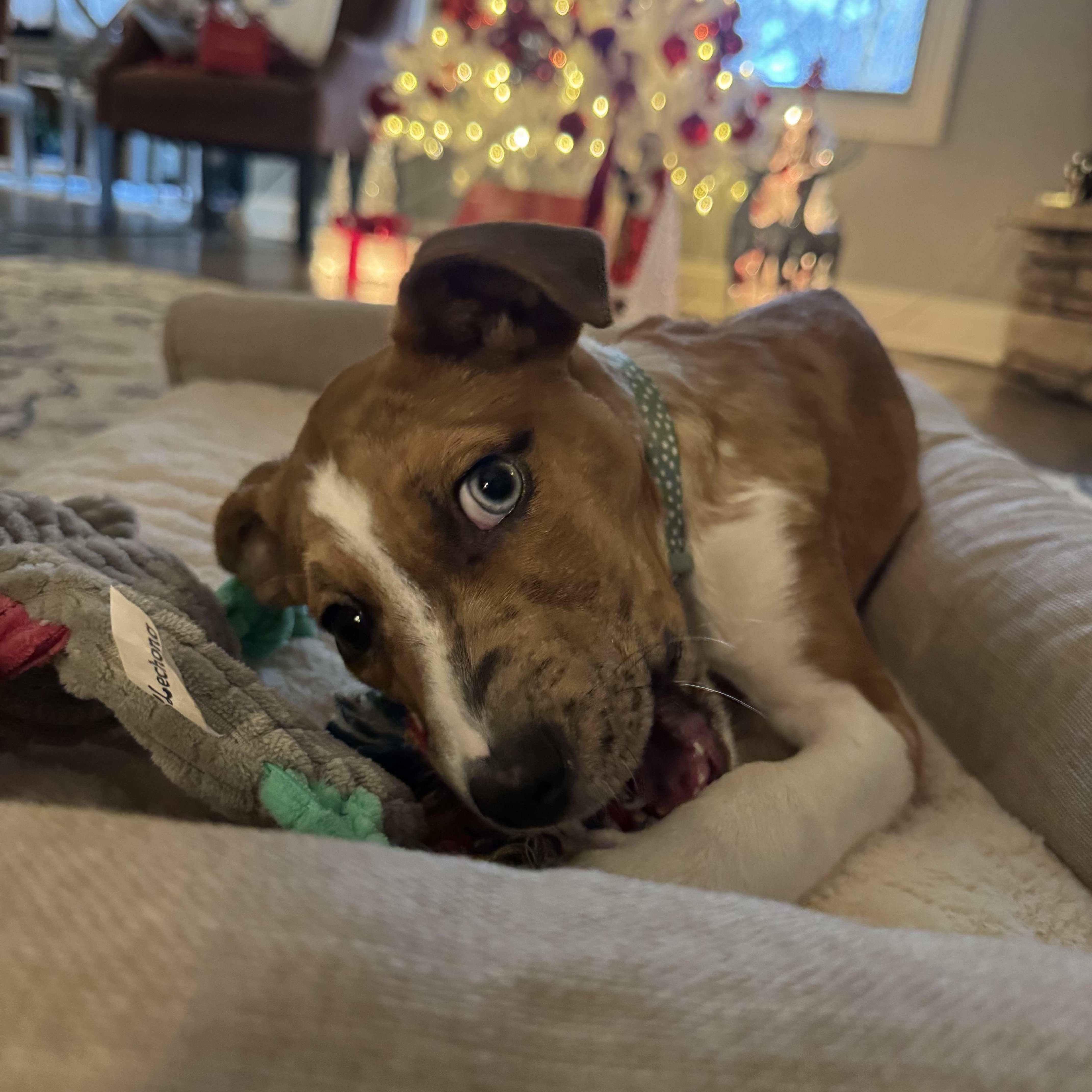 Lexie, Adoptable, Puppy Female Boxer.