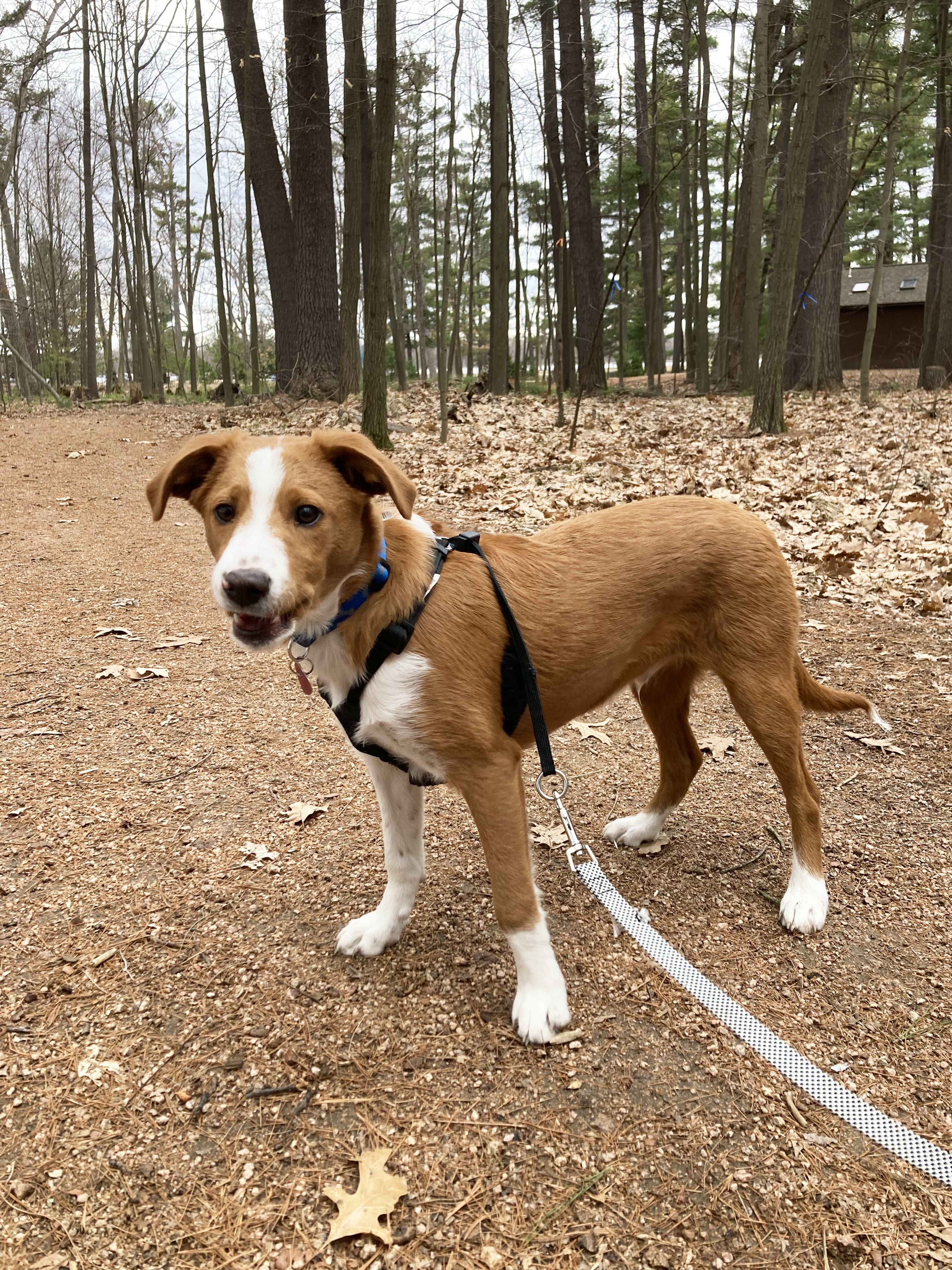 Enlarge Kenny, a Adopted mixed breed in Indianapolis, IN image 1/6