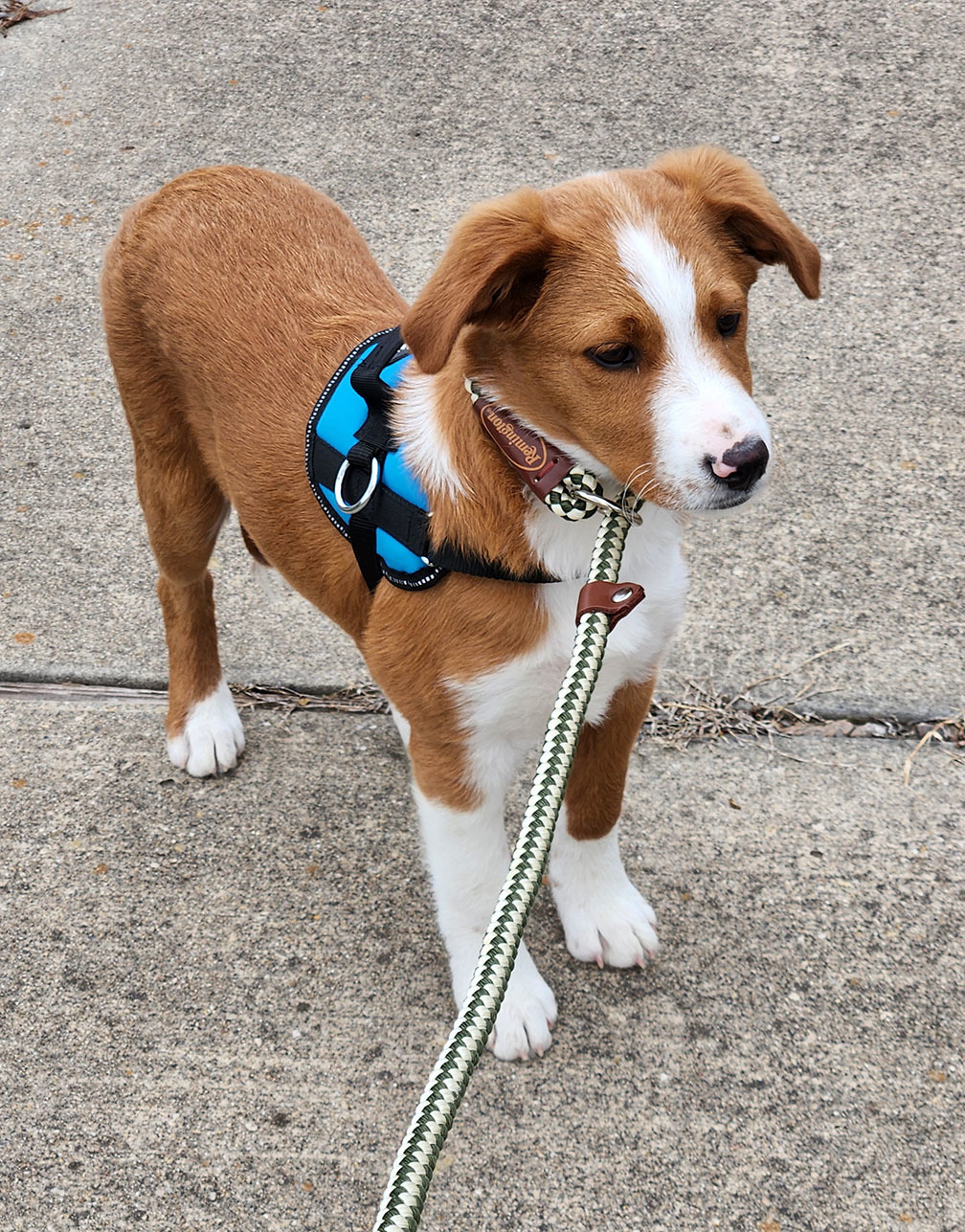 Enlarge Kenny, a Adopted mixed breed in Indianapolis, IN image 2/6