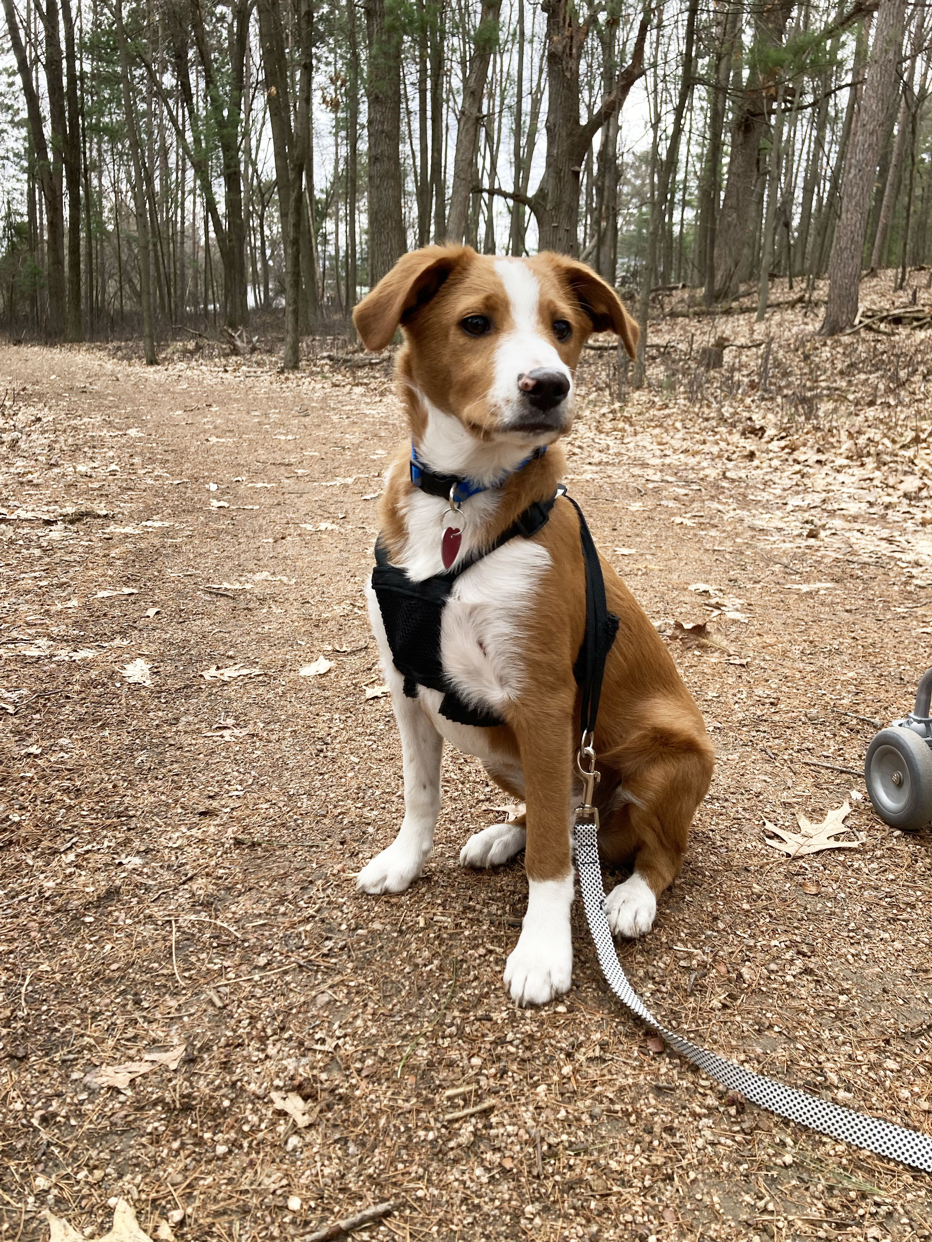 Enlarge Kenny, a Adopted mixed breed in Indianapolis, IN image 3/6