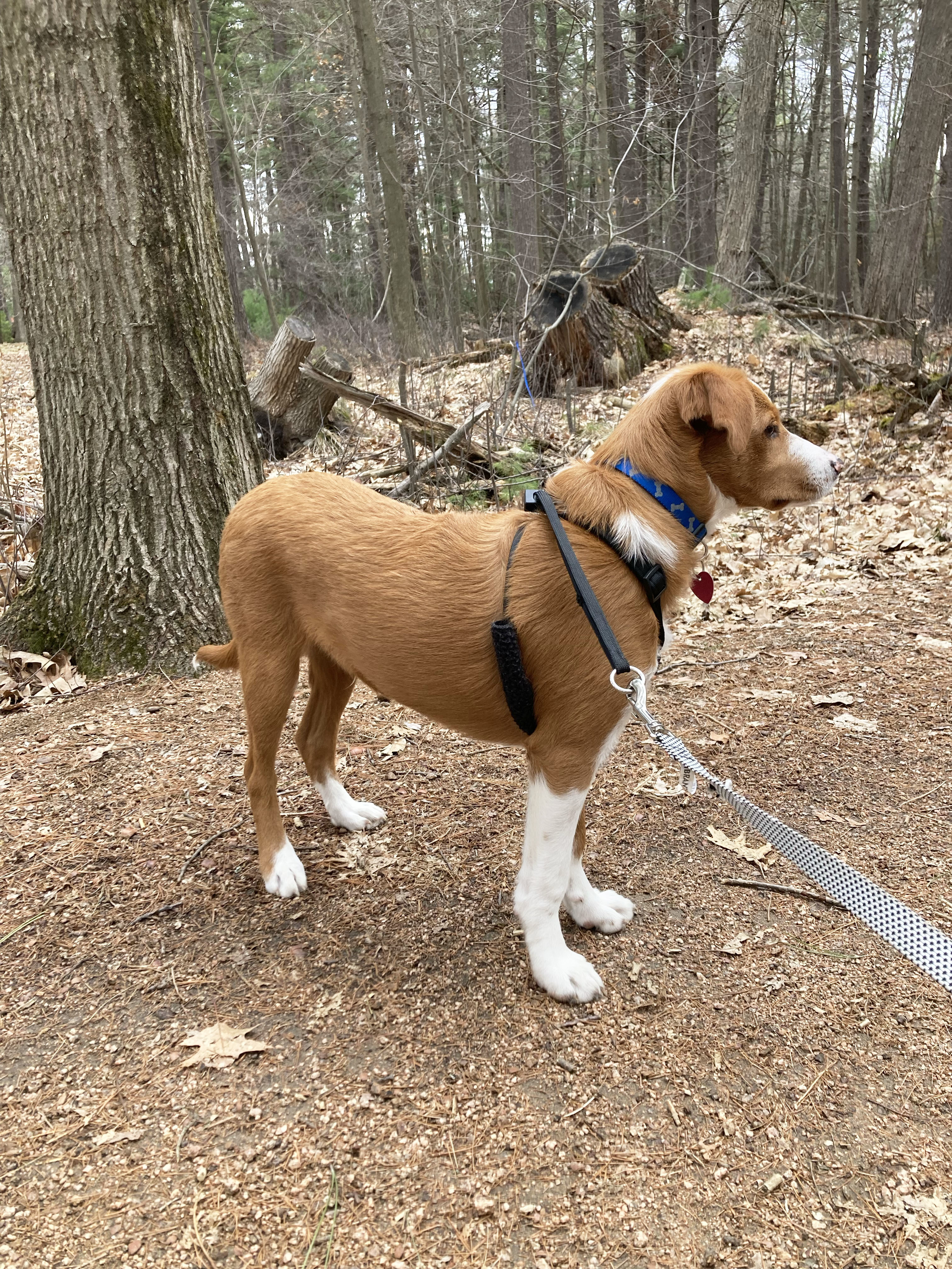 Enlarge Kenny, a Adopted mixed breed in Indianapolis, IN image 5/6