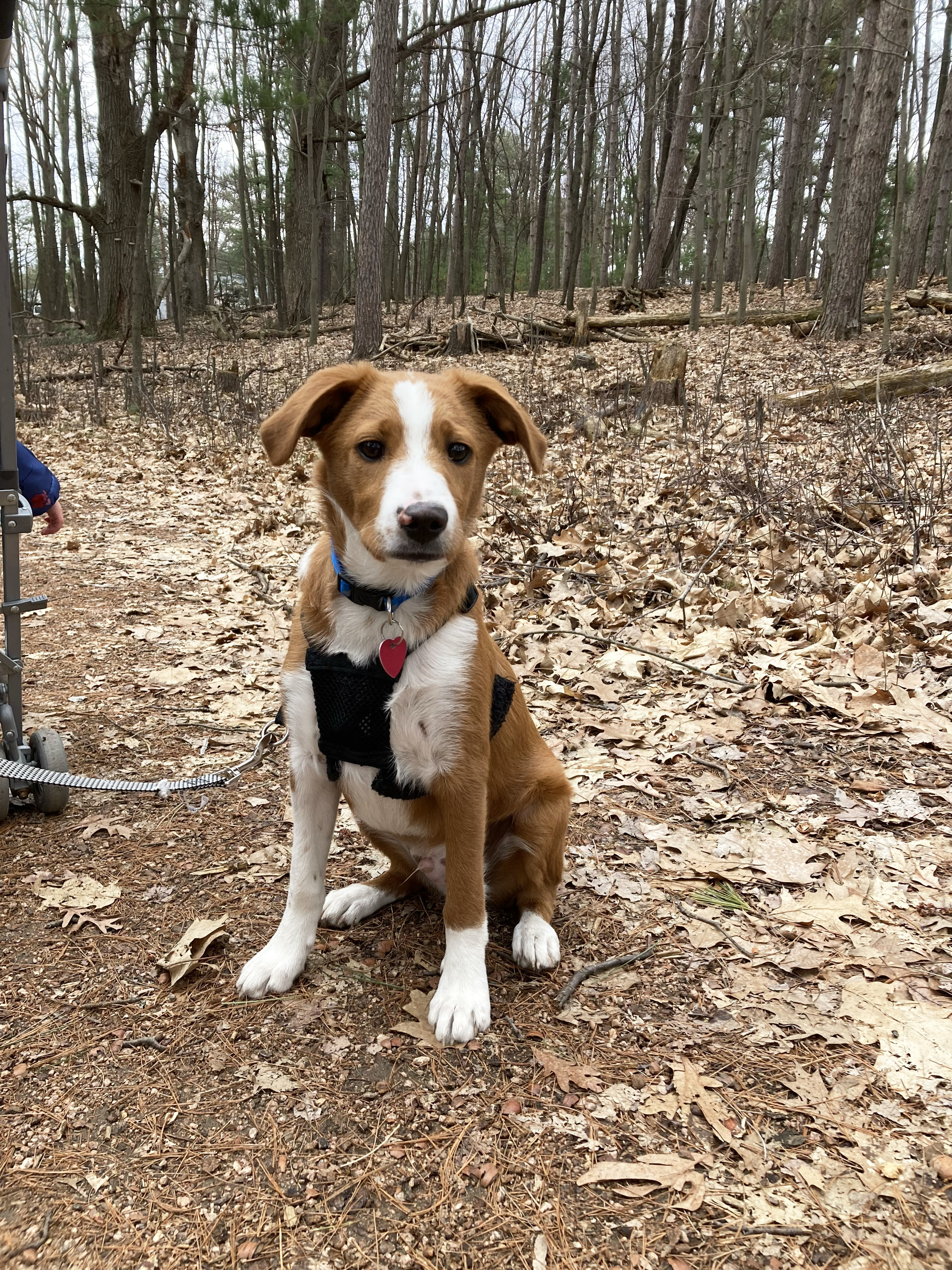 Enlarge Kenny, a Adopted mixed breed in Indianapolis, IN image 6/6
