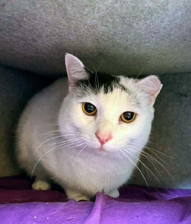 Enlarge Domino, a Adoptable Domestic Short Hair in Waynesboro, VA image 2/3
