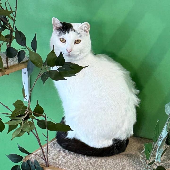 Enlarge Domino, a Adoptable Domestic Short Hair in Waynesboro, VA image 1/3