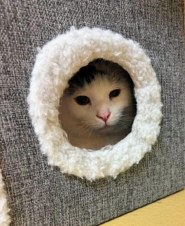 Enlarge Domino, a Adoptable Domestic Short Hair in Waynesboro, VA image 3/3