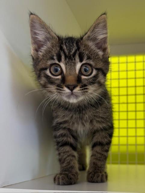 Erwin, Adoptable, Kitten Male Domestic Short Hair.