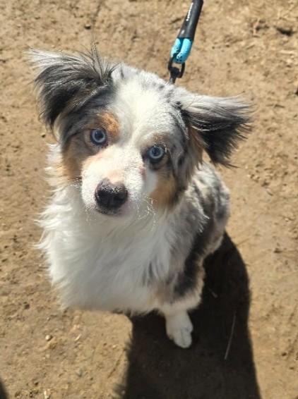 Enlarge Koda, an adopted Australian Shepherd in Pinedale, WY image 3/3
