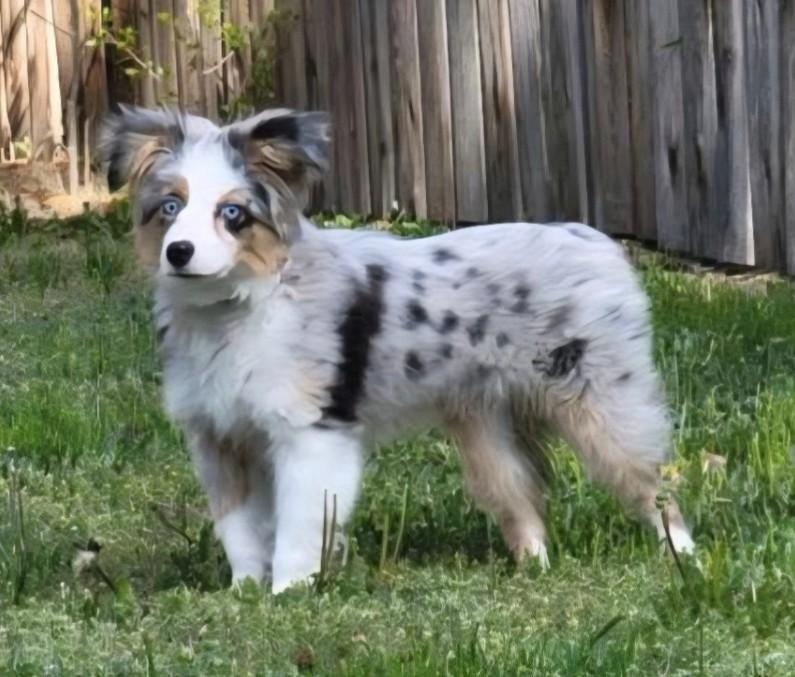 Enlarge Koda, an adopted Australian Shepherd in Pinedale, WY image 1/3