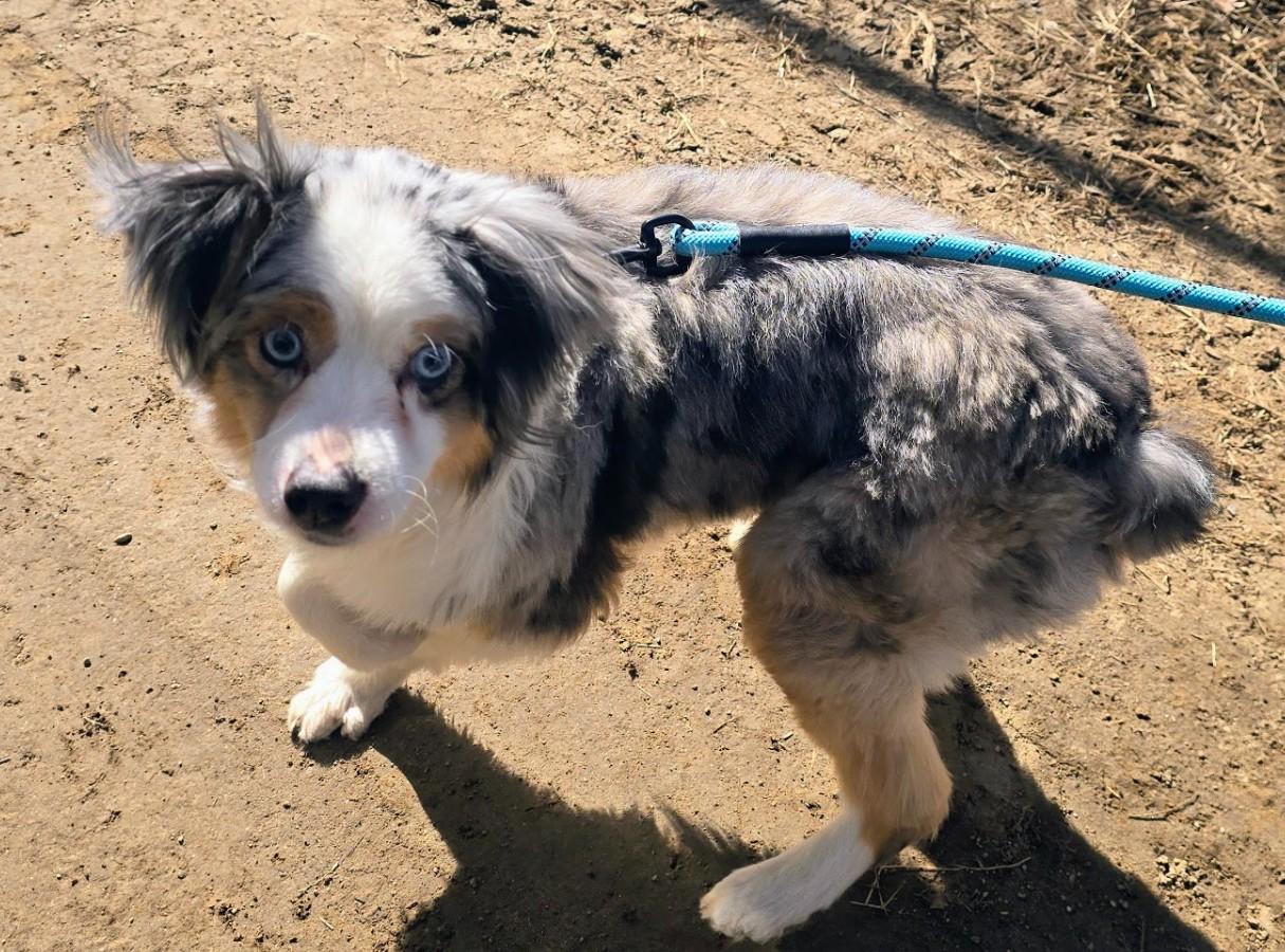 Enlarge Koda, an adopted Australian Shepherd in Pinedale, WY image 2/3