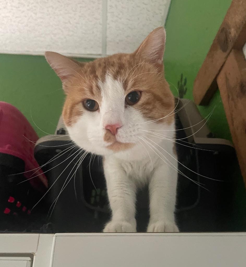 Smudge, Adoptable, Young Male Domestic Short Hair.
