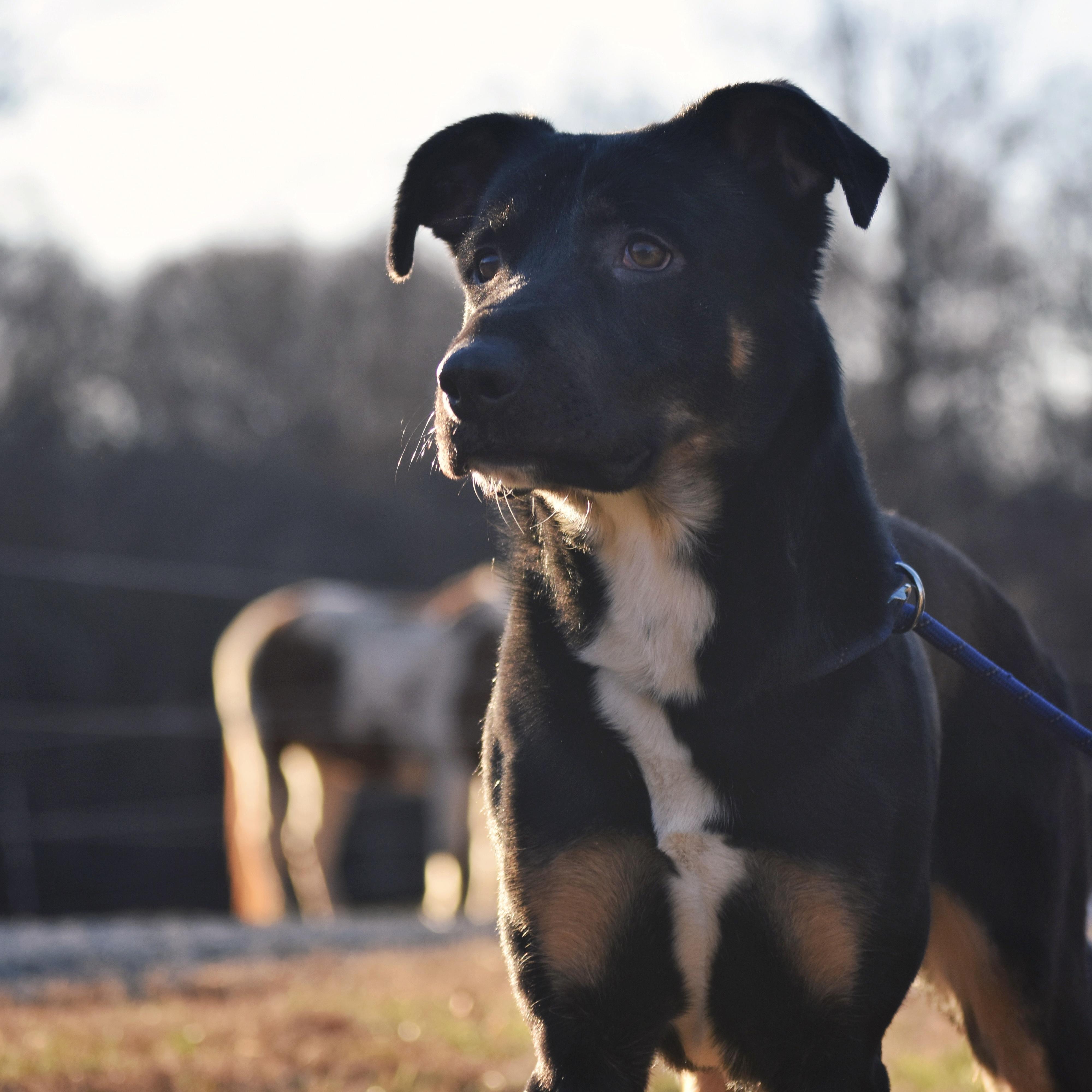 Enlarge Savior, a Adoptable mixed breed in White Stone, VA image 4/6