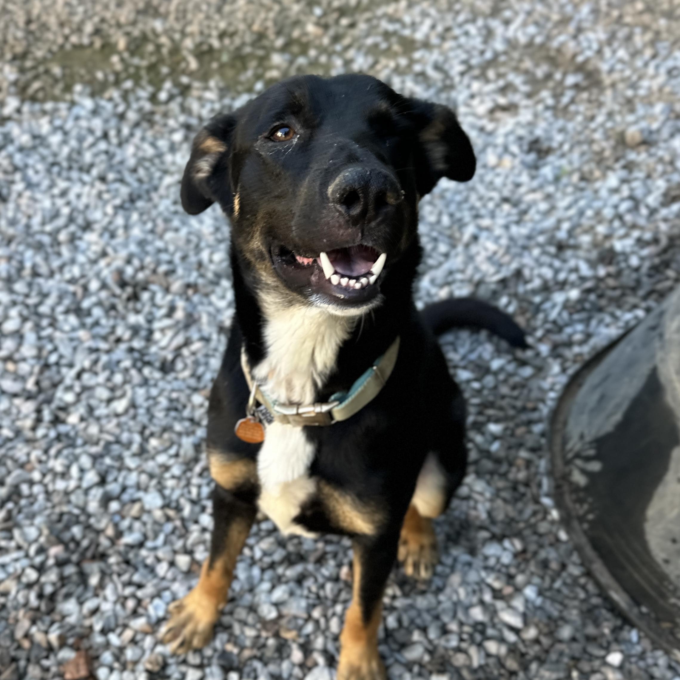 Enlarge Savior, a Adoptable mixed breed in White Stone, VA image 3/6