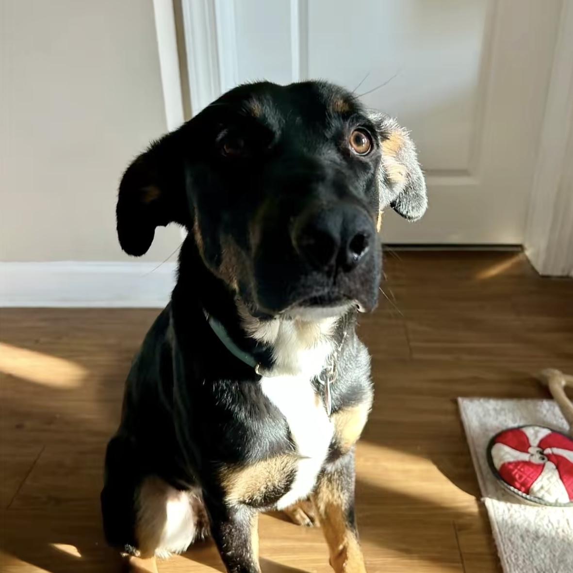 Enlarge Savior, a Adoptable mixed breed in White Stone, VA image 2/6