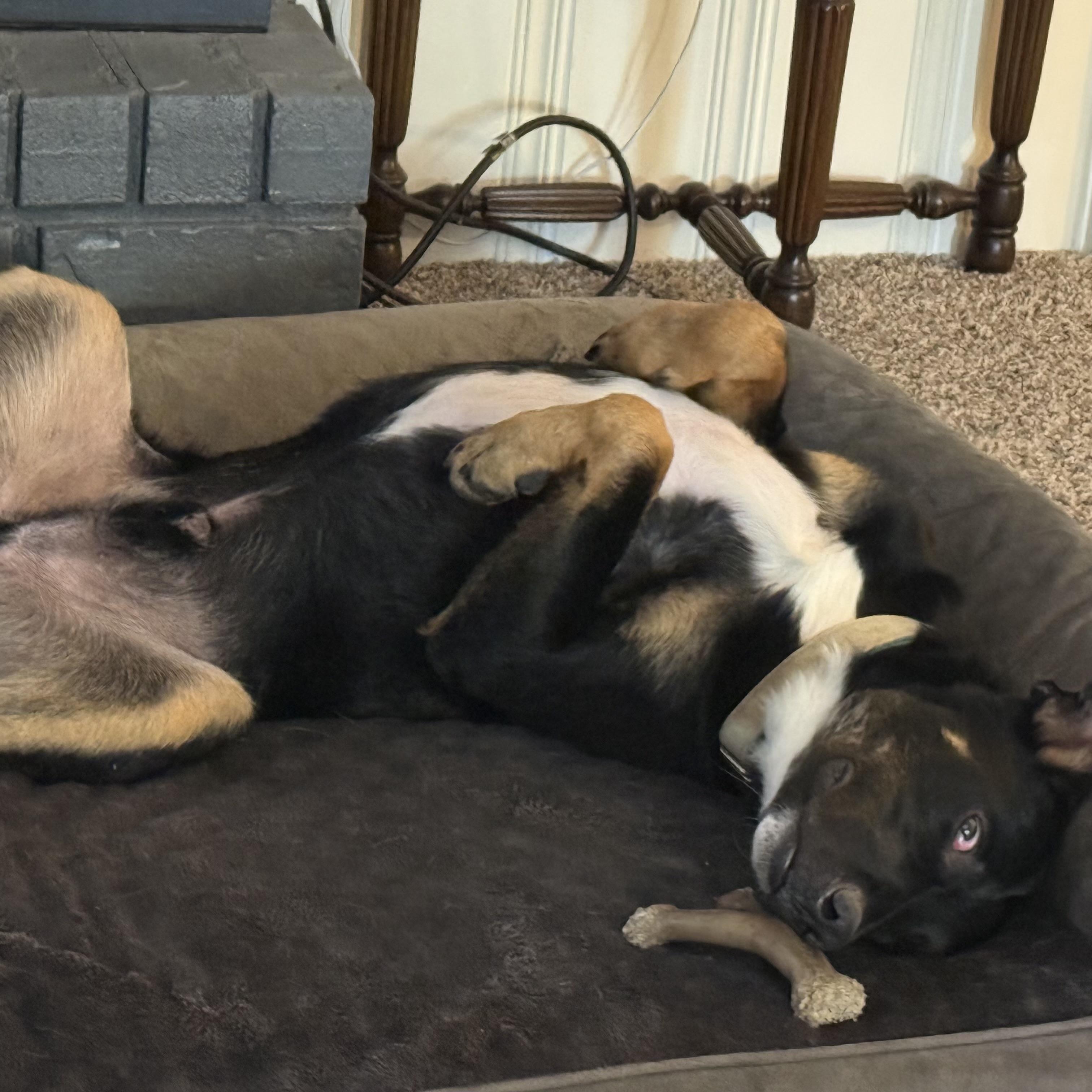 Enlarge Savior, a Adoptable mixed breed in White Stone, VA image 5/6