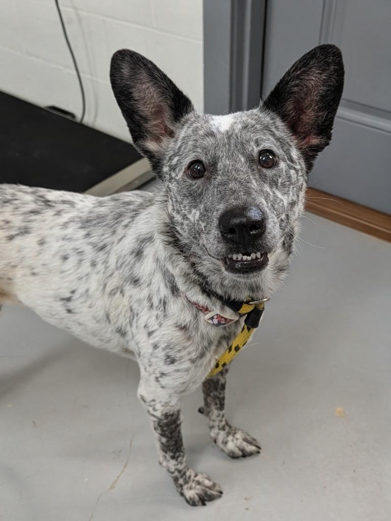 Charlie, a Adoptable mixed breed in Kingsland, GA image 1/3