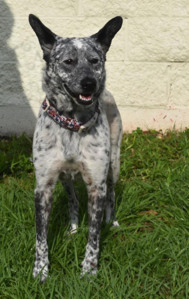 Charlie, a Adoptable mixed breed in Kingsland, GA image 2/3