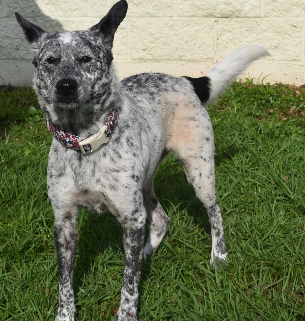 Charlie, a Adoptable mixed breed in Kingsland, GA image 3/3