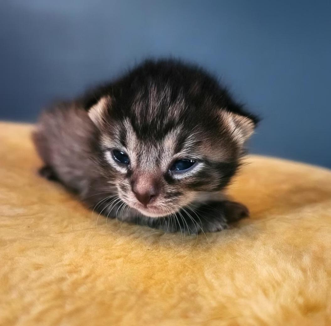 Enlarge Pong, a ADOPTABLE Domestic Medium Hair in Montréal, QC image 1/3