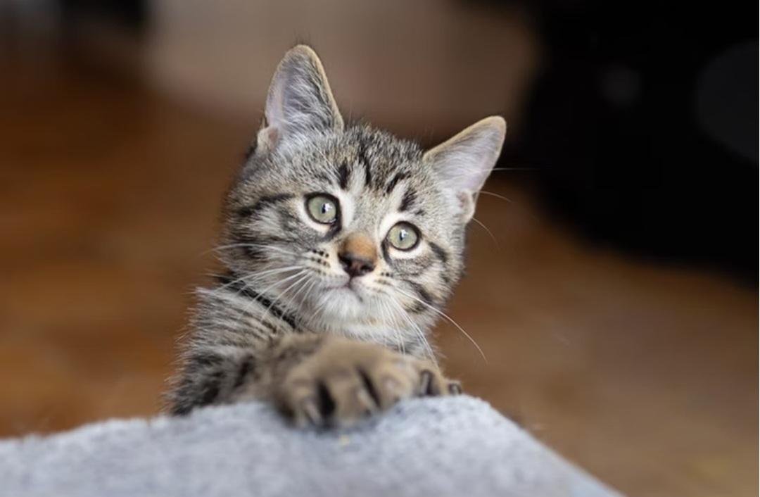 Enlarge Pong, a ADOPTABLE Domestic Medium Hair in Montréal, QC image 2/3