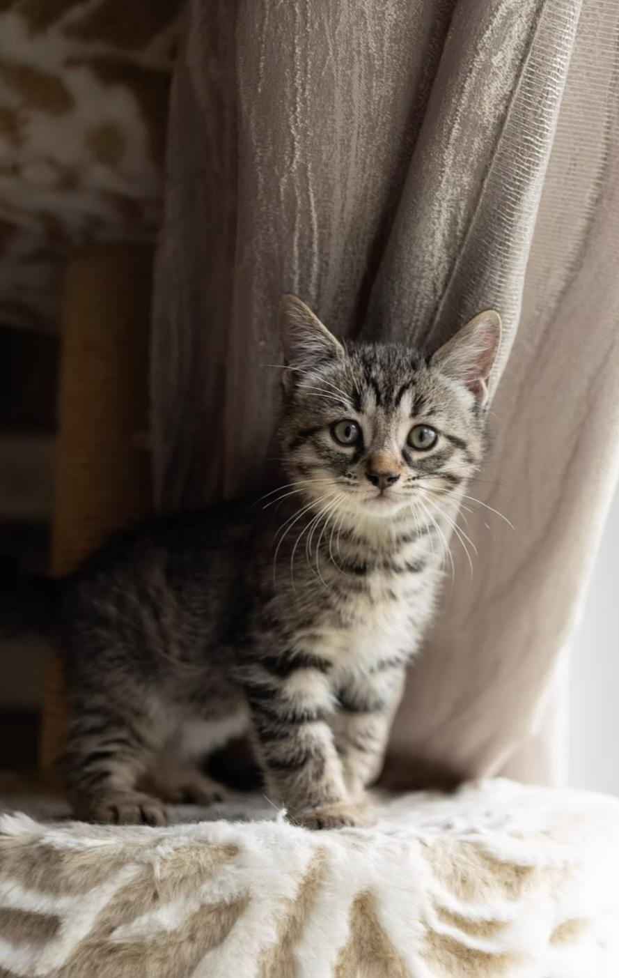 Enlarge Pong, a ADOPTABLE Domestic Medium Hair in Montréal, QC image 3/3