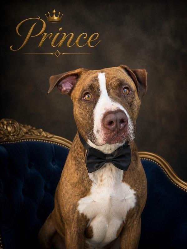 Prince, a ADOPTABLE mixed breed in Murrieta, CA image 3/6